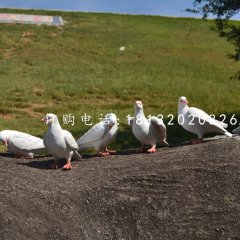 白鴿雕塑，玻璃鋼仿真動物